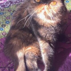 Esmeralda