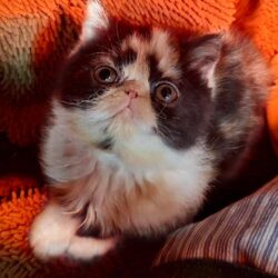 Ember