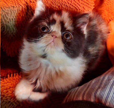 Ember