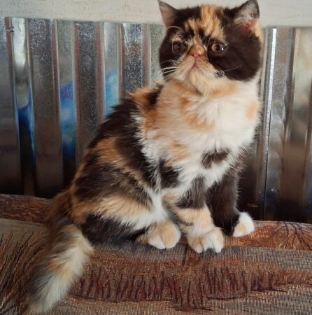 Ember