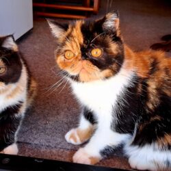 Evie & Ember