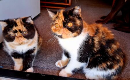 Evie & Ember