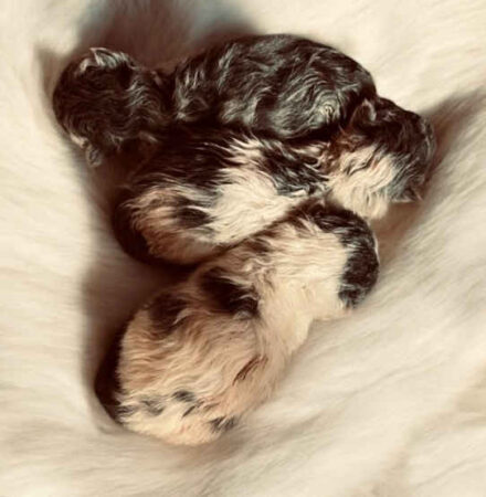 Exotic shorthair kittens