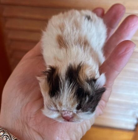 Fable Lilac (reserved)