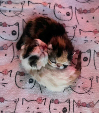 Poet Muse & Fable Lilac