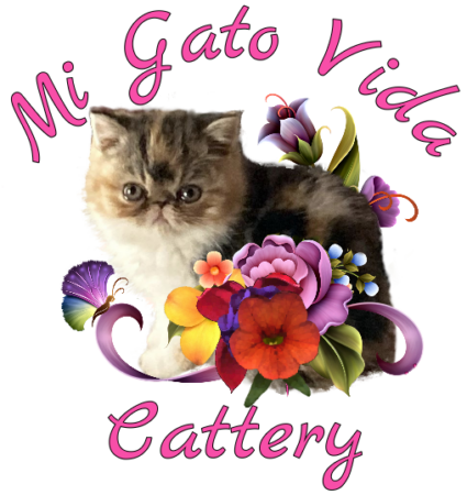 Mi Gato Vida Cattery