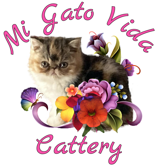 MiGato Vida Cattery