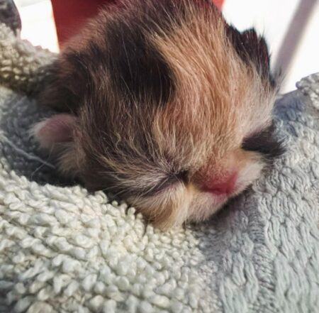 Poet Muse (reserved)