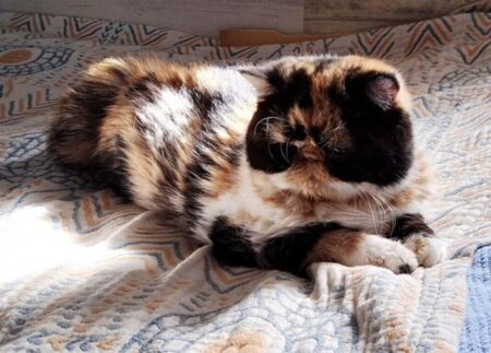 Ember