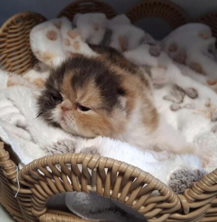 kitten