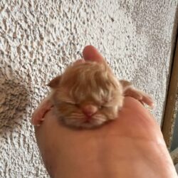 Boris red tabby male reserved