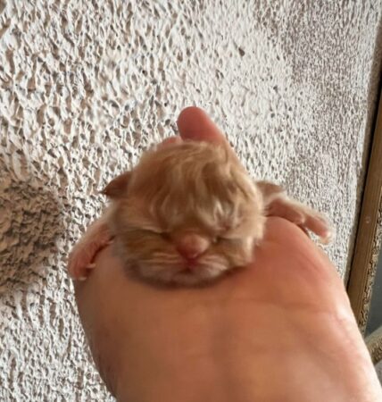 Boris red tabby male reserved