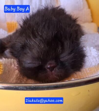 exotic shorthair kitten