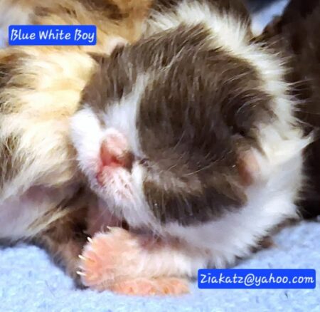 exotic shorthair kitten