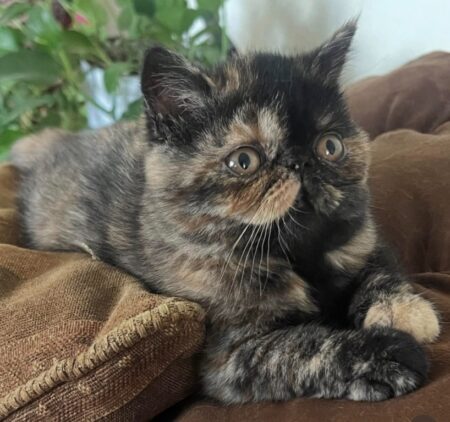 Princess Posey Rose